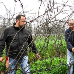Two men work together in a vineyard among bare vines and green plants on a cloudy day.