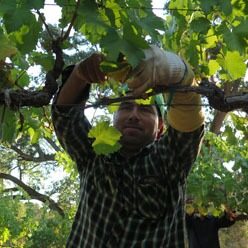 Man wearing gloves harvesting grapes or pruning vines in a vineyard, surrounded by green leaves.